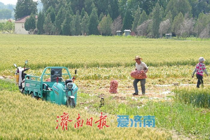 莱芜方下街道：蒜香四溢丰收忙 “蒜盘” 奏响致富曲