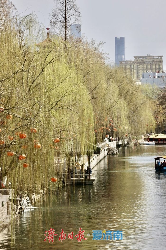 一年四季 泉在济南丨气温回升春意浓 济南柳芽初绽报早春
