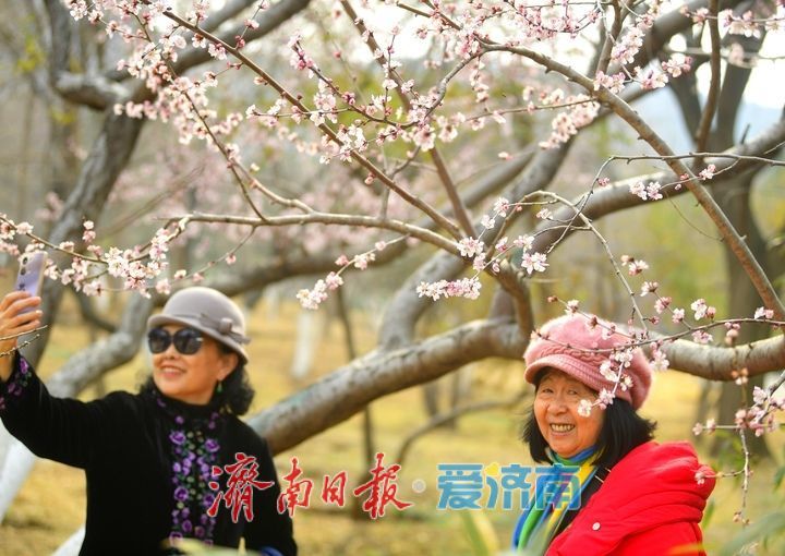 又是一年春时到，桃花依旧笑春风