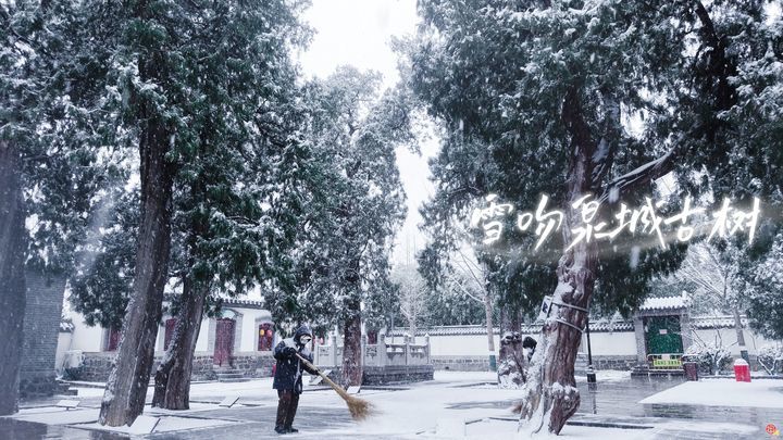今冬初雪“吻”古树！舜网实拍雪舞泉城生态画卷
