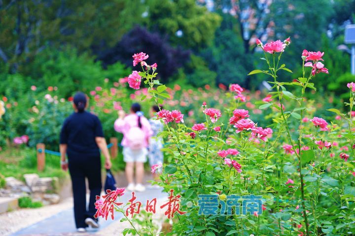 满园月季次第开 端午游园觅芬芳
