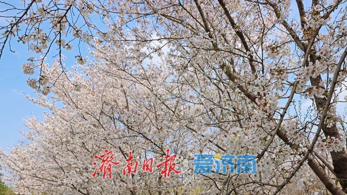 一年四季 泉在济南｜赴一场浪漫樱花雨 济南鲜花港露营赏樱正当时