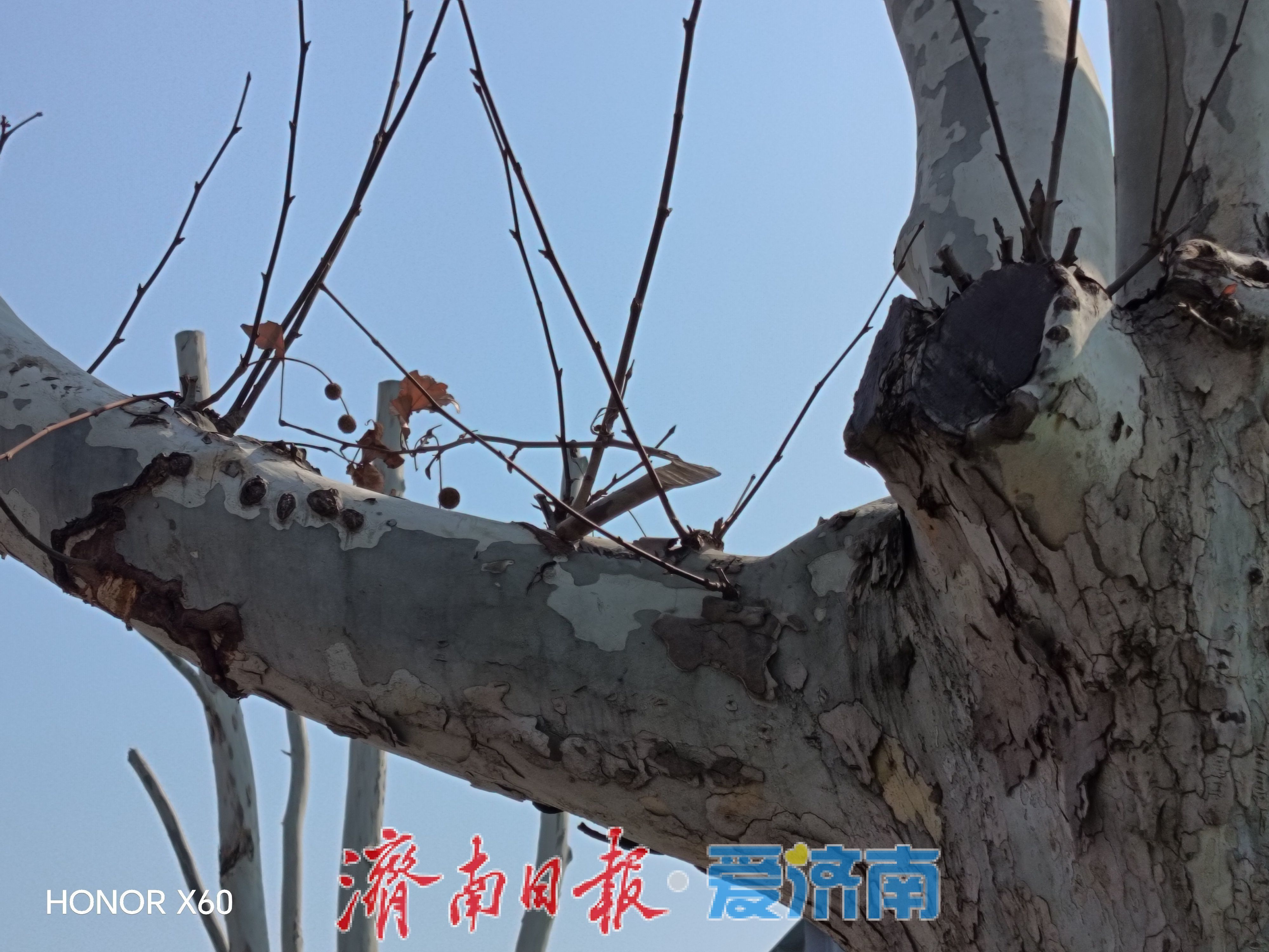 交通工程建设与城市绿化的双向奔赴，济南云巴守护518棵法桐背后的发展抉择