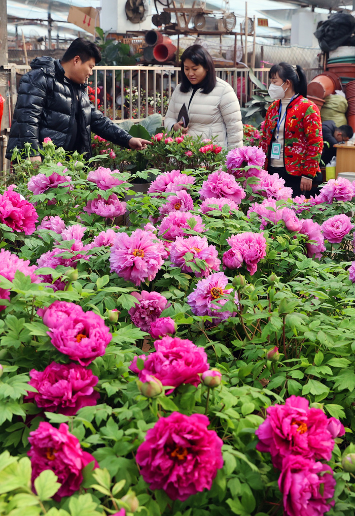 生活䲜䲜！年宵花市正红火，姹紫嫣红迎新春