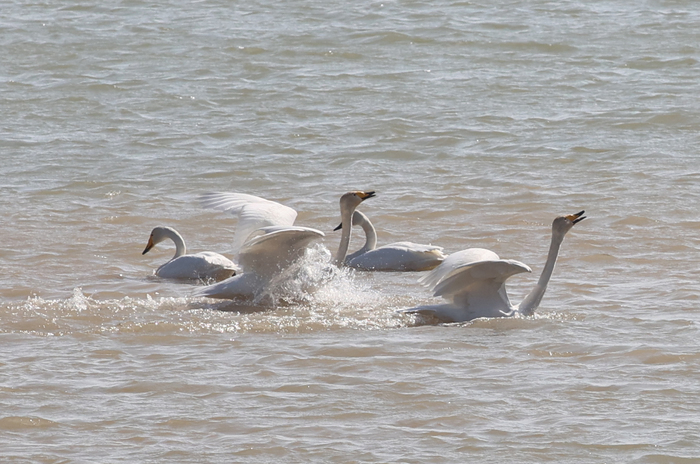 天鹅起舞闹新春 市民观鸟度假日