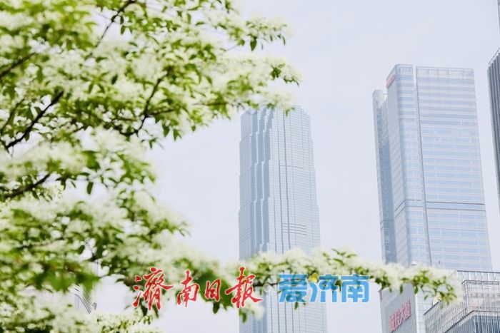 济南绸带公园流苏盛放 泉城CBD添春日浪漫