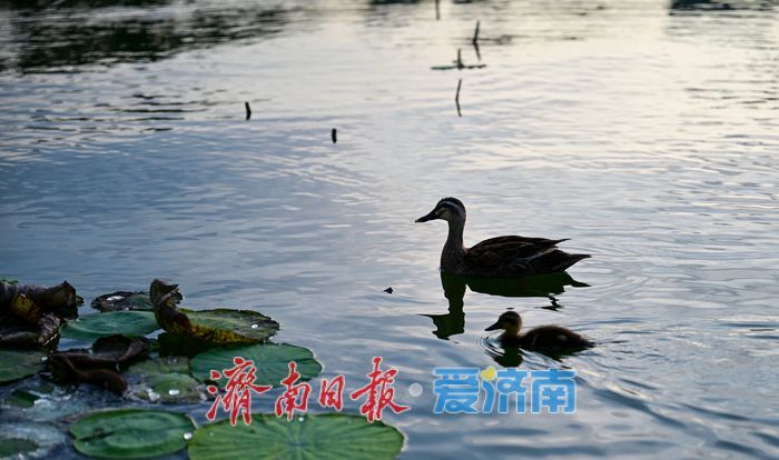 一年四季 泉在济南 