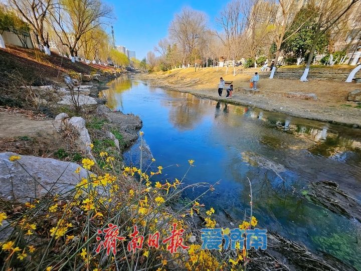 一年四季 泉在济南丨迎春花开报春早 泉城处处漾生机