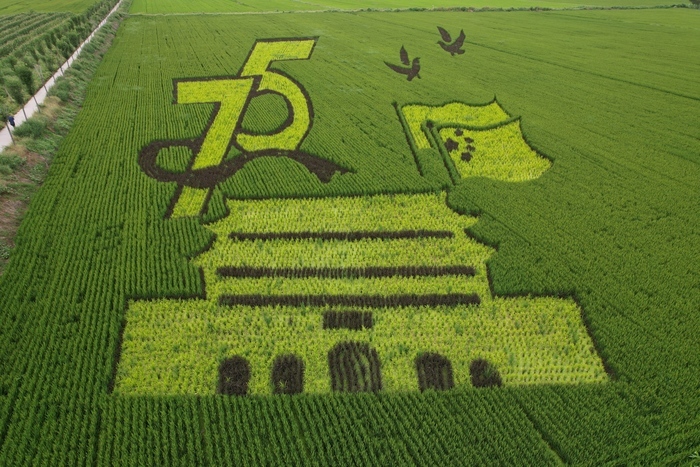 又到苌家庄村稻田画观光时间