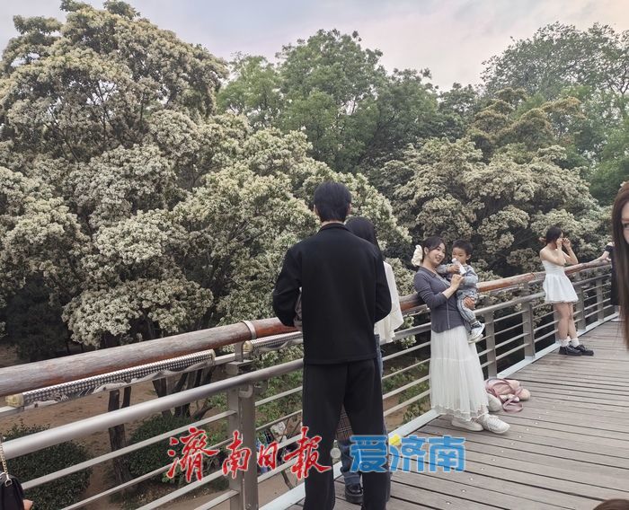 济南暮春限定“顶流”来了！