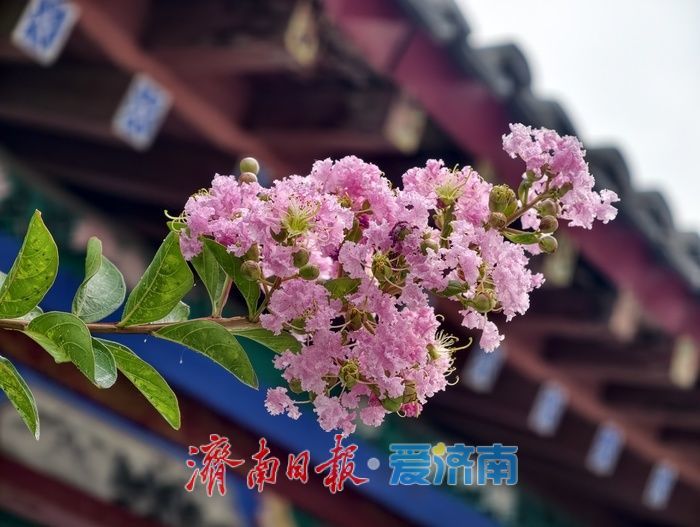 一年四季 泉在济南丨垂柳映繁花，紫薇装点大明湖盛夏时光