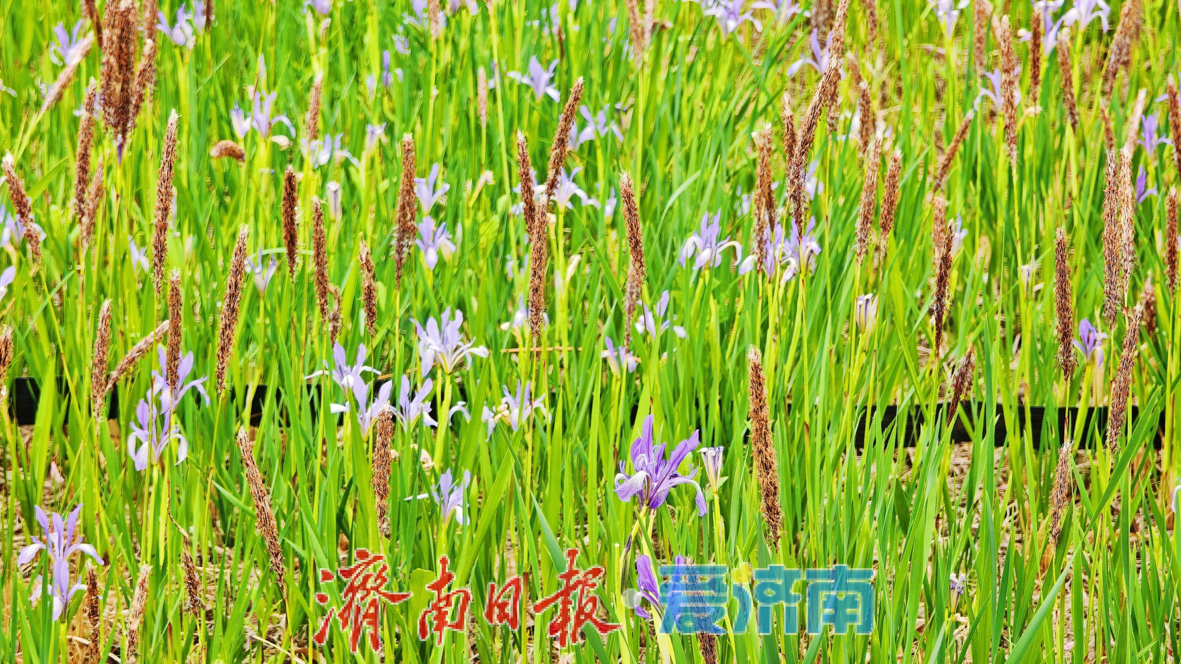 济南腊山河公园马蔺盛放 紫色花海扮靓春日滨水廊道