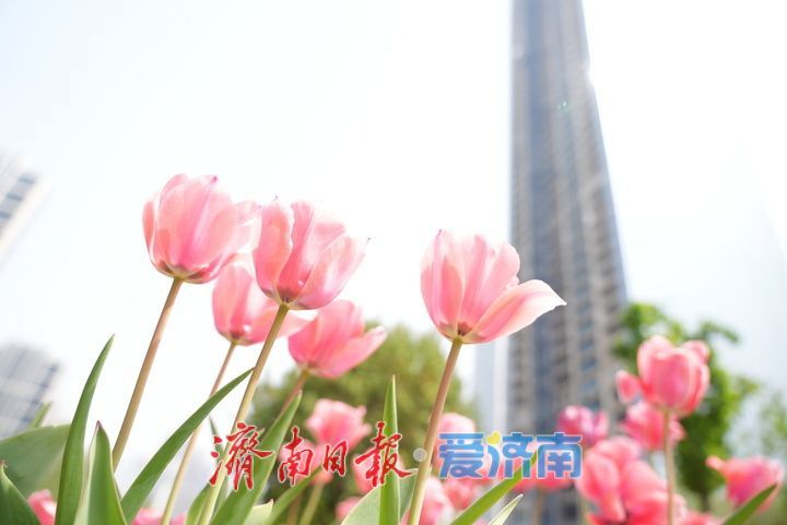 泉城人才公园郁金香盛放，春日氛围感拉满