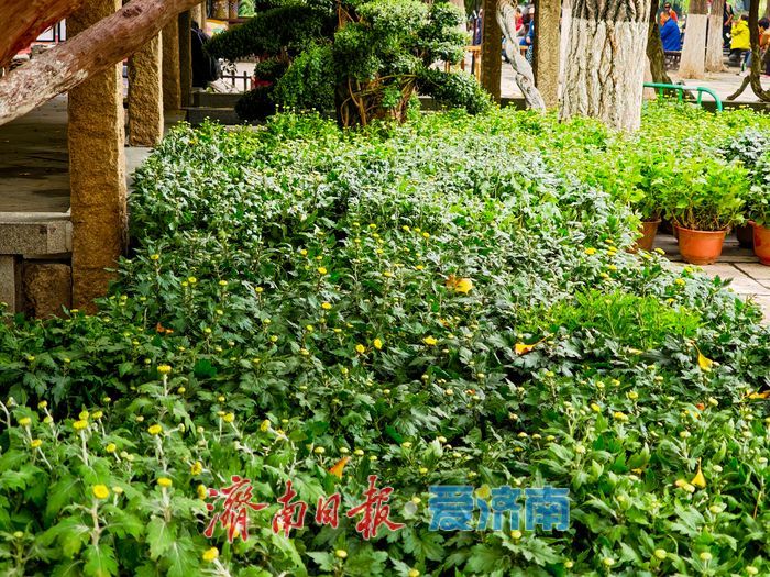 趵突泉菊花展筹备正酣，金秋文化盛宴即将开启