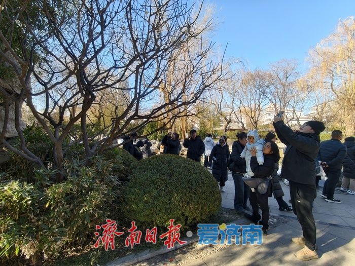 一年四季 泉在济南丨遇见“梅”好！元旦假期济南泉畔白梅盛开