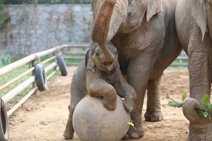 济南动物园网红小象“出街”时间确定，快去和它见面吧！