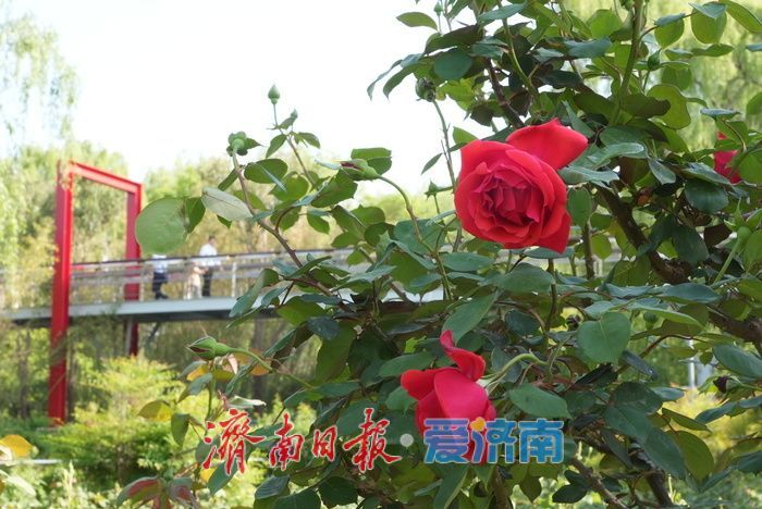 各色月季悄然绽放 勾勒春日缤纷画卷