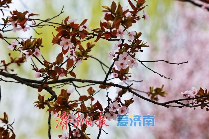 黄河长堤花似雪 紫叶李盛放醉泉城