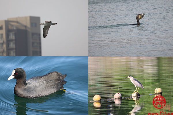 跟着鸟儿看济南②：风暖草木香 莫负鸟鸣声