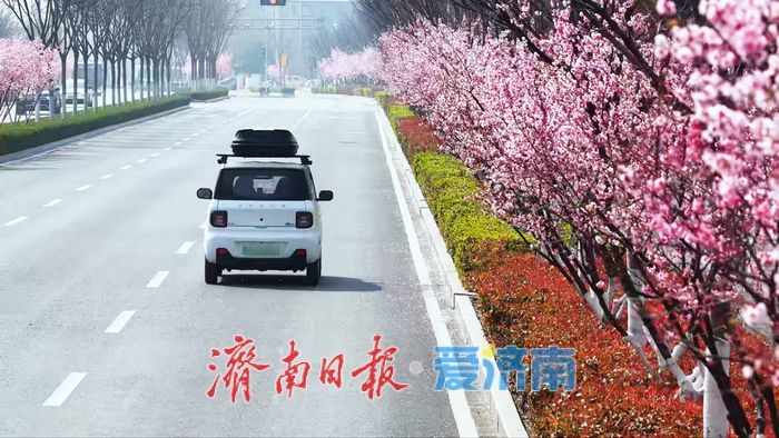 一年四季 泉在济南丨凤山路美人梅盛开，扮靓城市街景