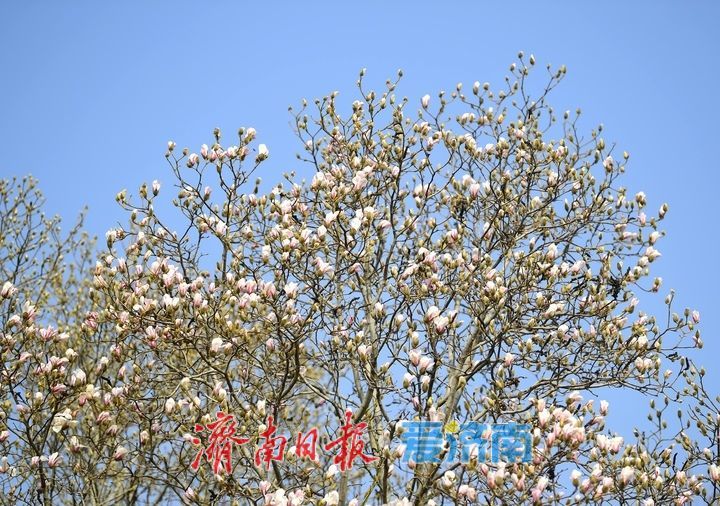 皎皎玉兰花，望春展笑颜