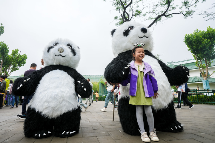 众人送祝福！济南动物园大熊猫“雅吉”10周岁啦！