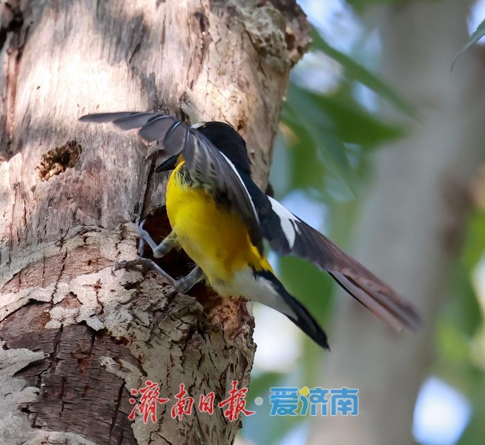 “鸭蛋黄”现身济南华山湖！