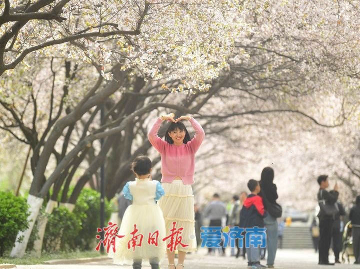 繁花盛开，校园“樱花大道”迎来最美时刻