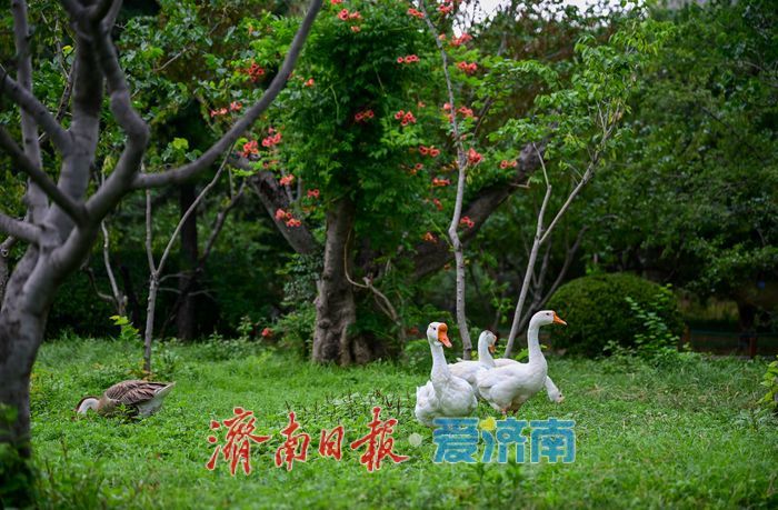 一年四季 泉在济南丨游泉城公园，静享城市“慢生活”