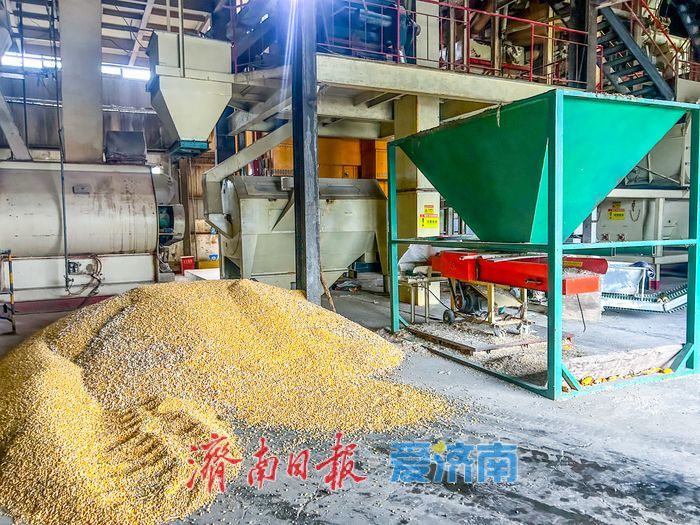 记者探章丘访粮食烘干服务点：日处理百吨湿粮守护“金玉米”