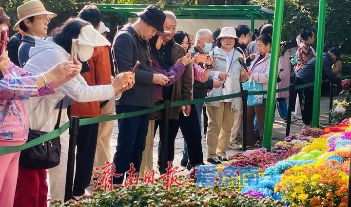 趵突泉畔菊正黄，一城秋色入花海