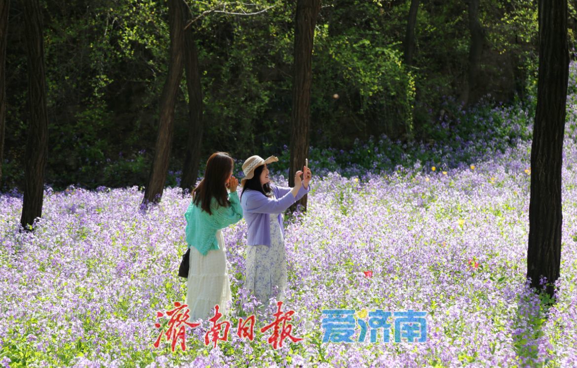 治愈系风景！在红叶谷欧洲风情谷，看漫山紫花如浪