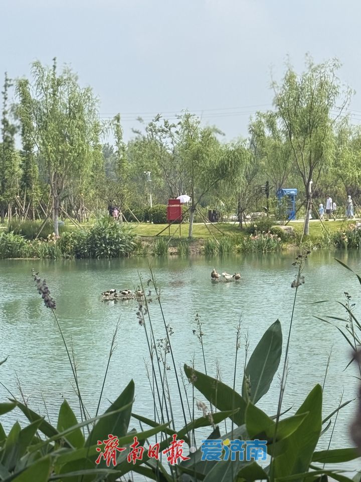 消暑解闷、闲而有趣，济南纳凉点丰富——不断拓展的“清凉地图”