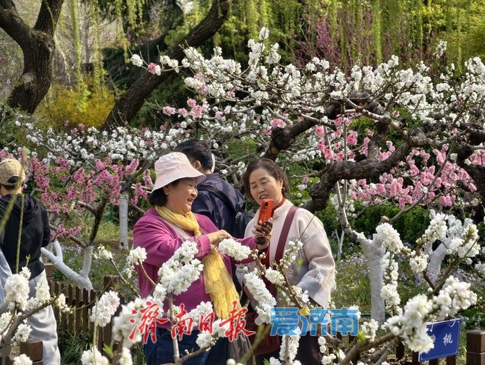 一年四季 泉在济南丨百花公园碧桃盛开