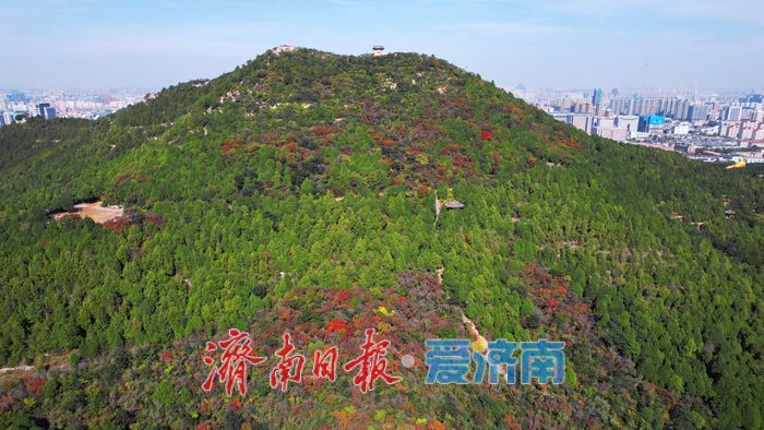 秋色入画层林尽染！千佛山红叶迎来最佳观赏期