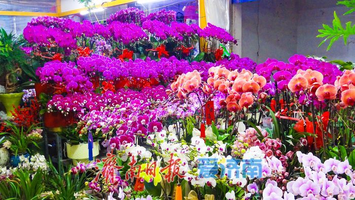 马年添芳气 花市启新程 济南老东门花卉水族市场年宵花销售掀热潮