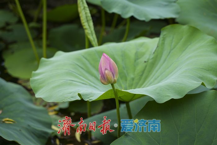 一年四季 泉在济南 