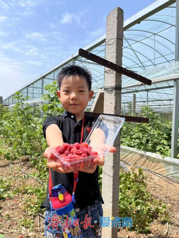 一年四季 泉在济南丨樱桃退场，甜蜜不散场！“泉果飘香”迎来“盛夏的果实”