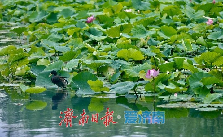 一年四季 泉在济南丨百花洲荷花迎盛花期 夏日尽显泉韵诗意