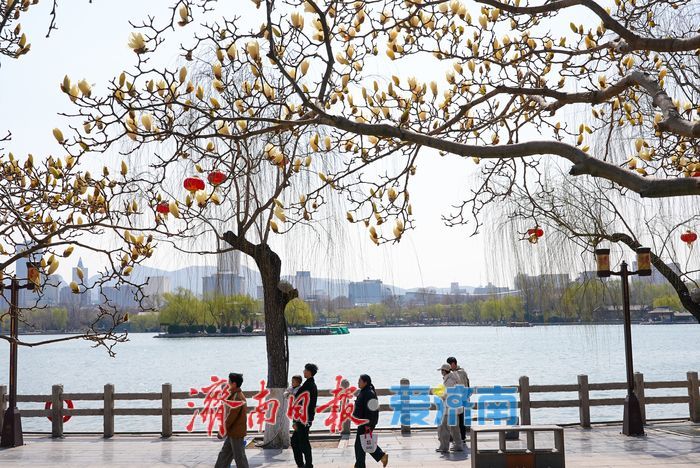 红梅玉兰竞相绽放 泉城春色“美颜”上线