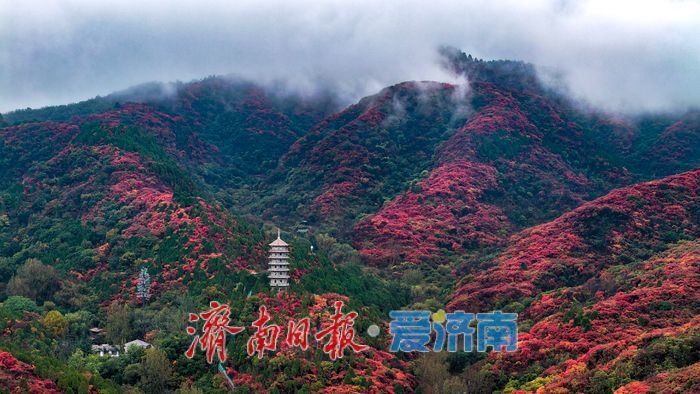 一年四季 泉在济南丨一场秋雨，为红叶谷拉满秋日氛围感