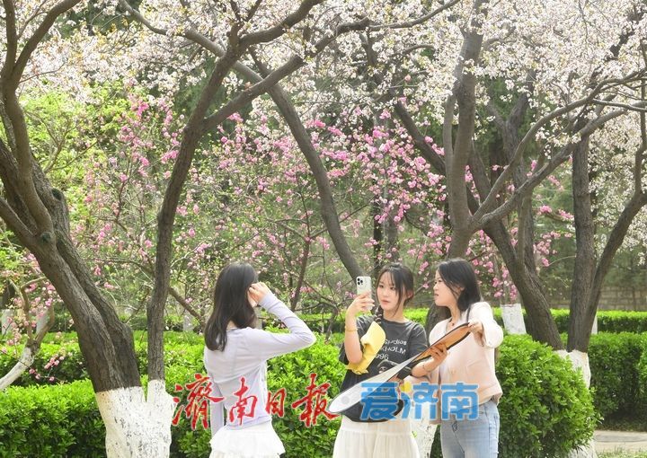 繁花盛开，校园“樱花大道”迎来最美时刻