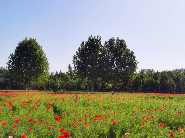新晋打卡地！济南鲜花港万平花海美到炸