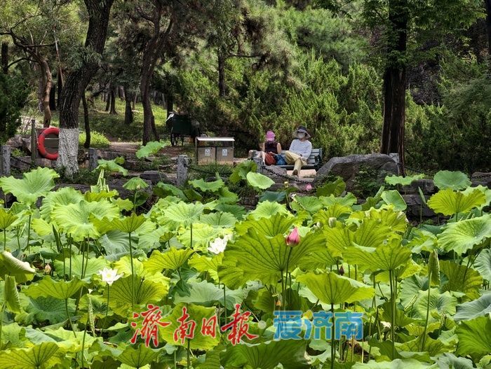 一年四季 泉在济南丨荷风送香满泉城，泉城公园荷花进入最佳观赏期