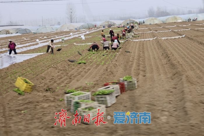 春雨润田农事忙
