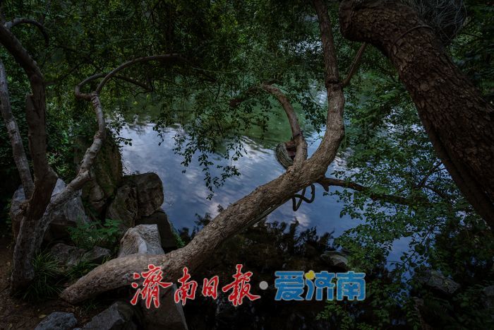 一年四季 泉在济南丨济南黑虎泉水位上涨，傍晚尽显幽静典雅美