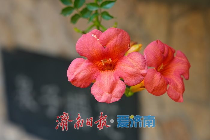 一年四季 泉在济南丨花墙子泉畔凌霄开 花泉相映尽显泉城诗意