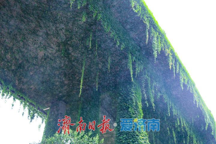 雨润泉城高架路 都市“绿野仙踪”添诗意