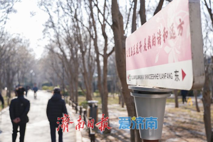 济南百花公园玉兰“含苞待放”