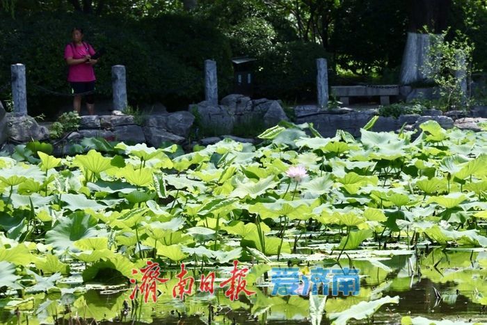 一年四季 泉在济南丨泉城公园荷花初绽 扮靓济南仲夏